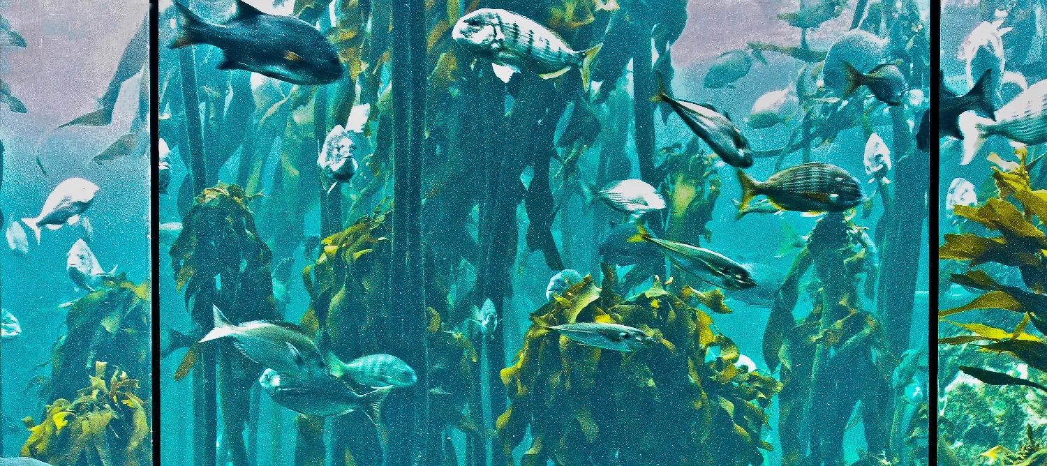 Fish tanks and aquariums