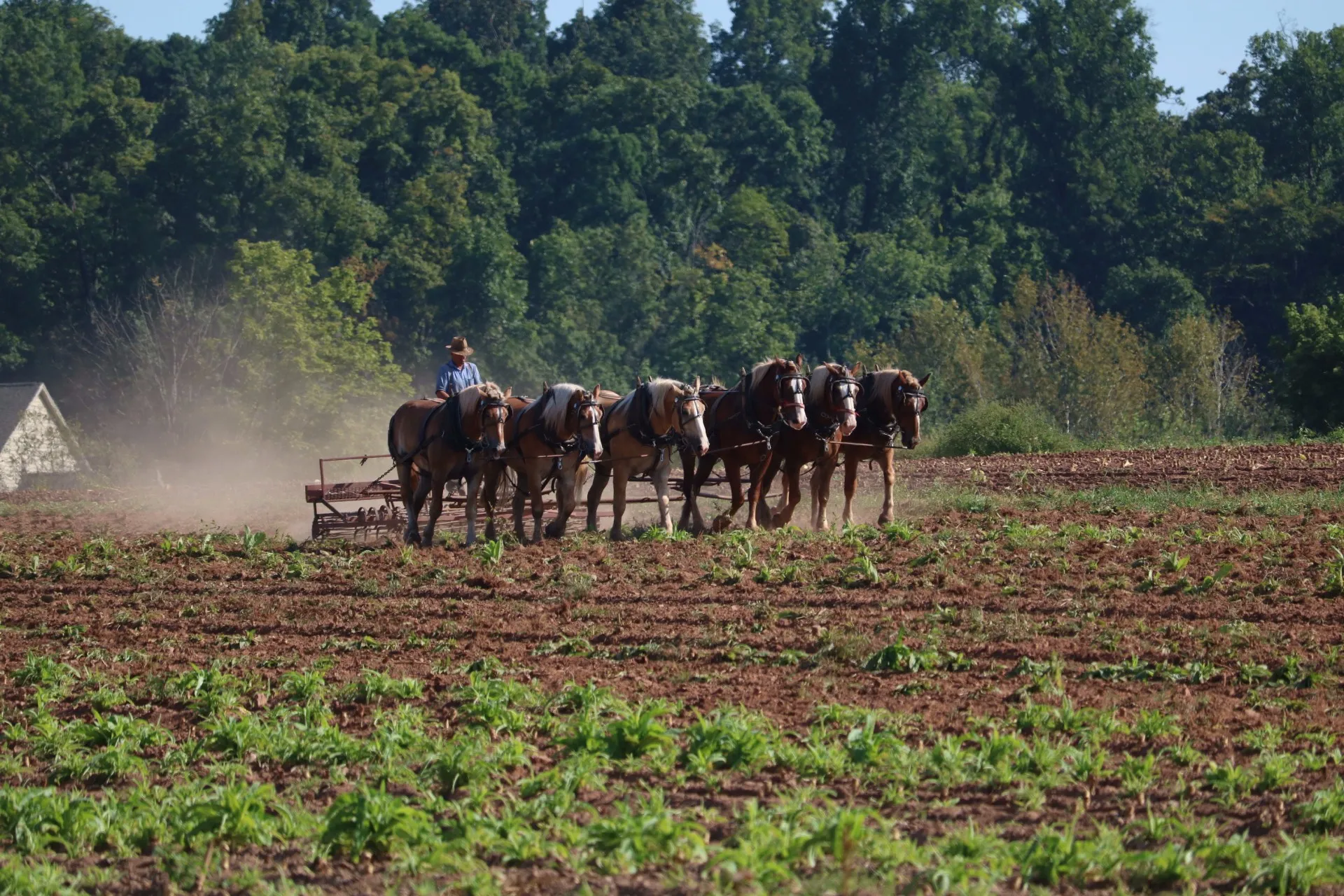 Working animals