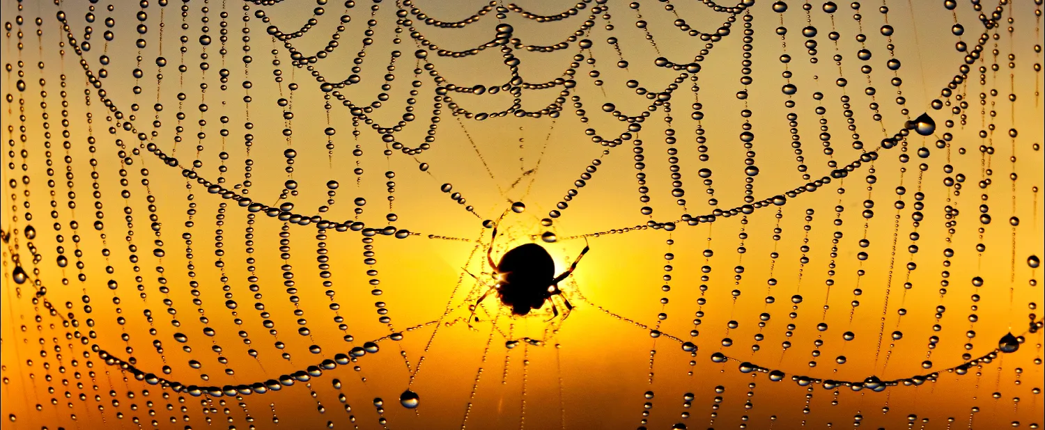 Cobwebs