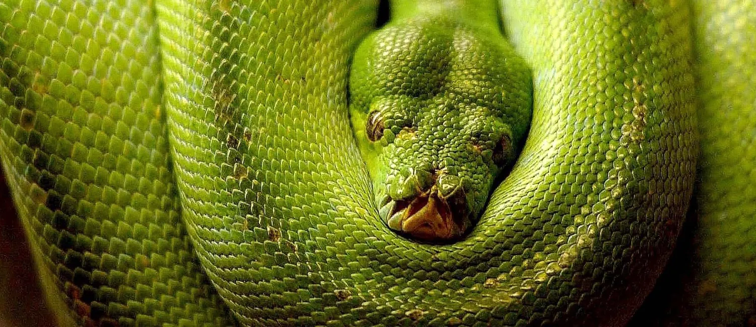 Reptiles and amphibians