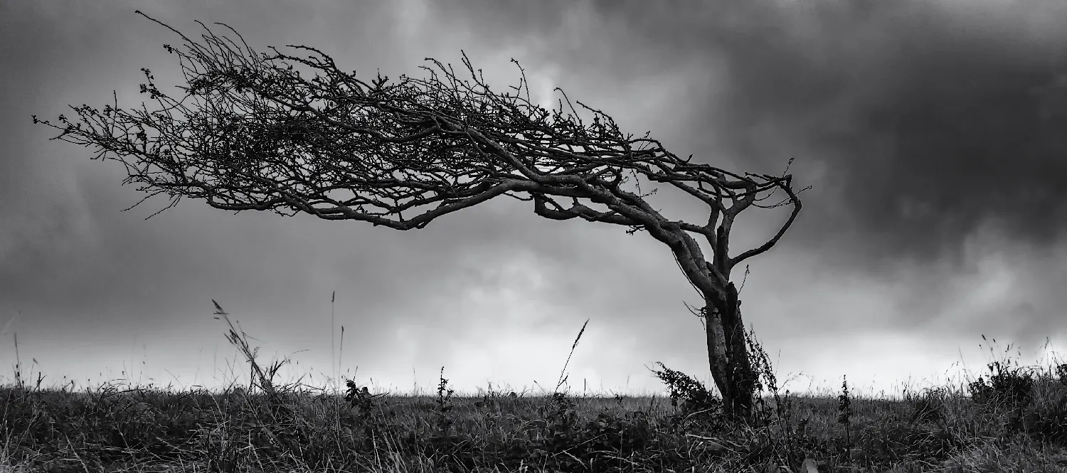 Gone with the wind