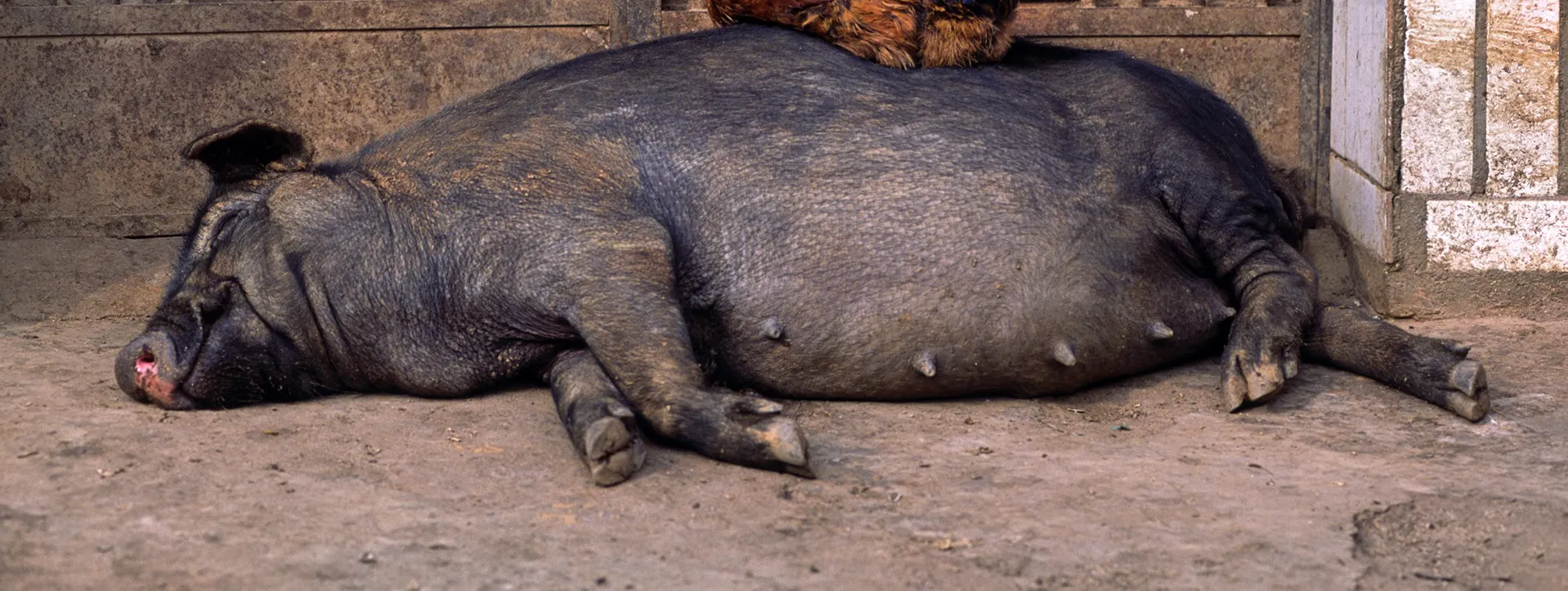 Fat animals