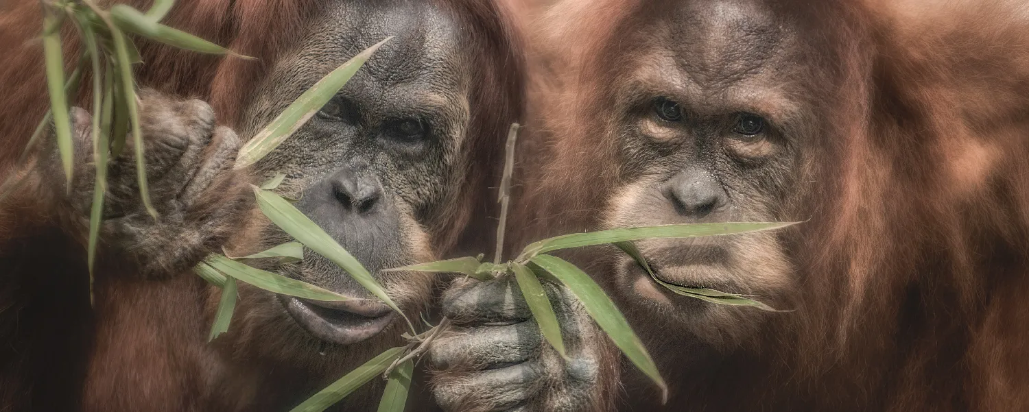 Apes