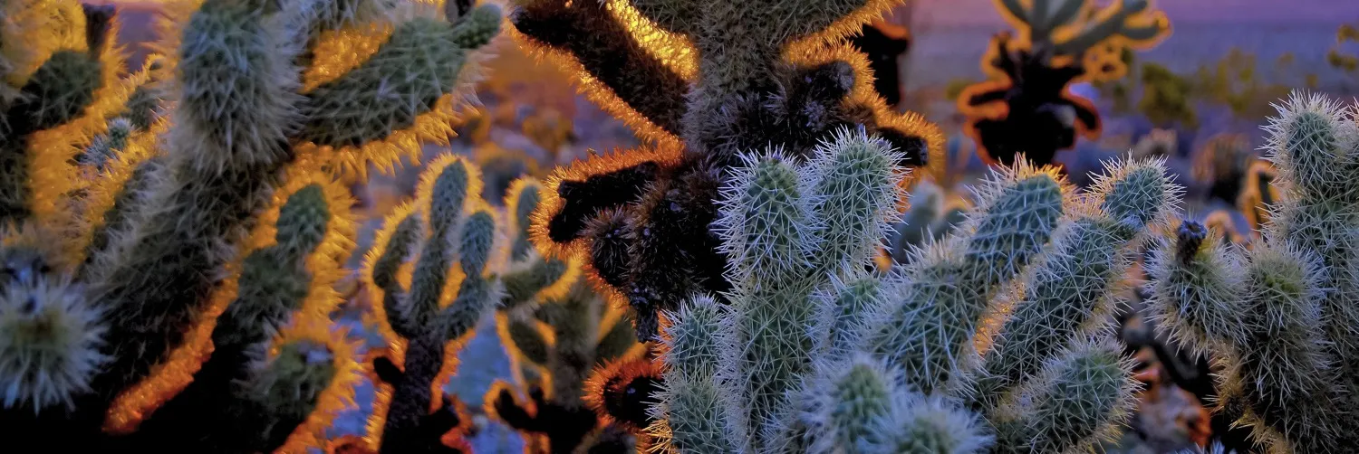 Cacti