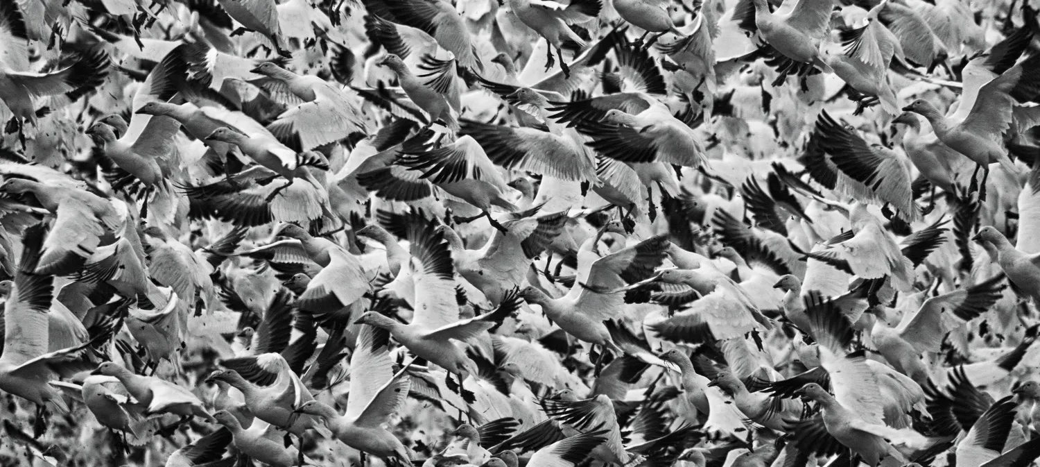 Flocks + swarms + herds + packs...