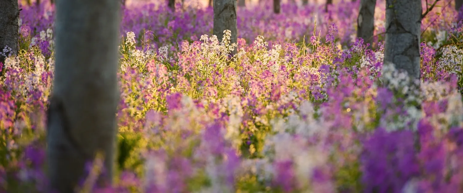 Wild flowers