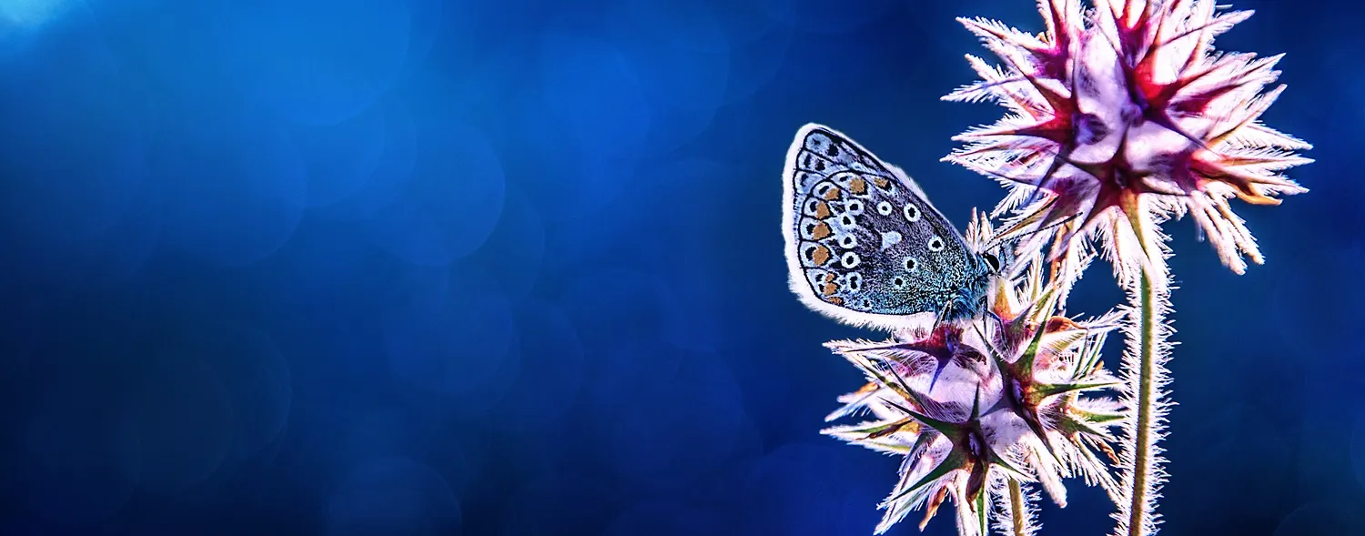 Butterflies and moths