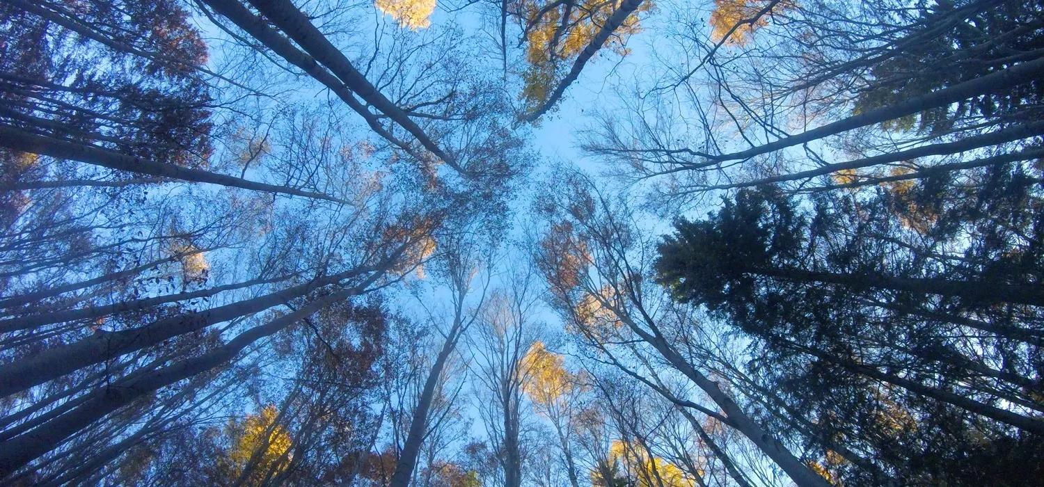 Looking up