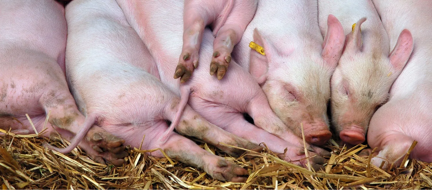 Baby animals