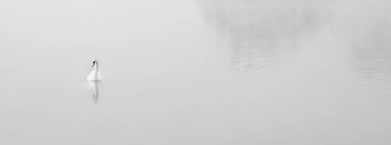 The colour white