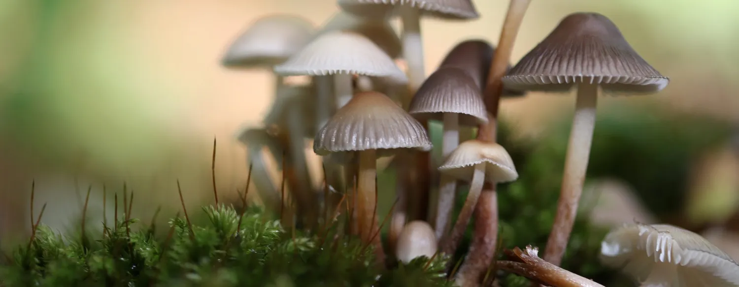 Fungi