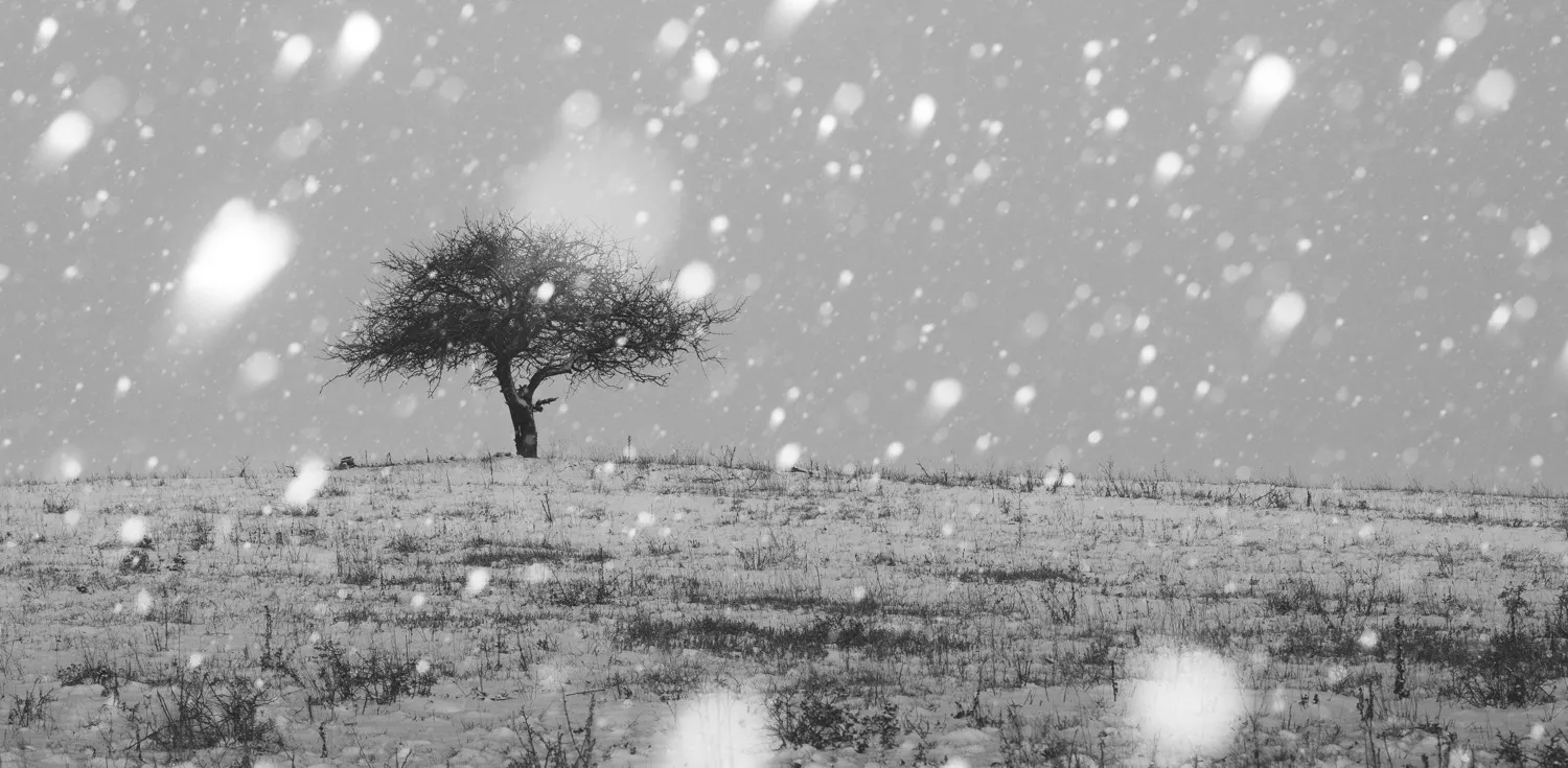 Trees in winter