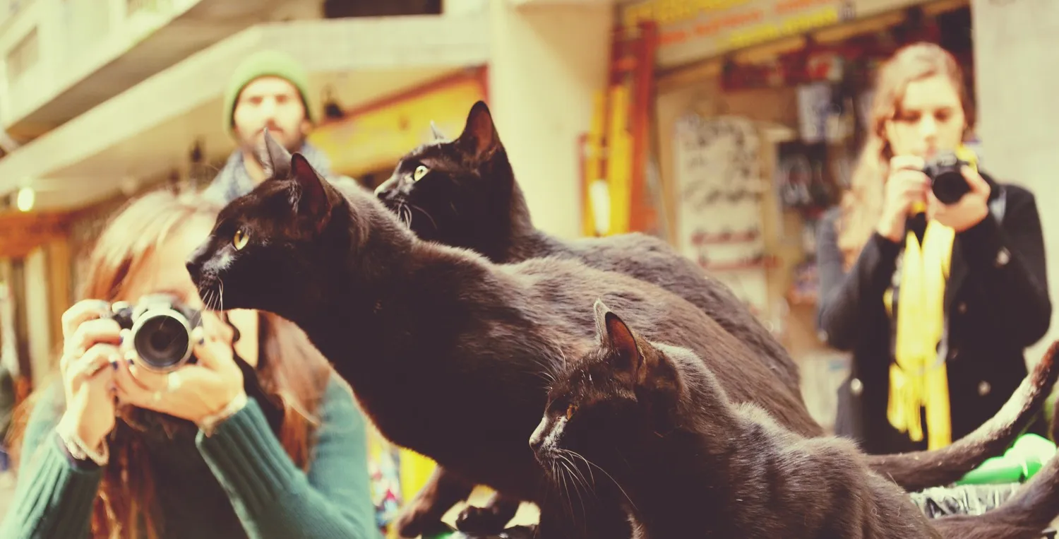 Cats – big or small!