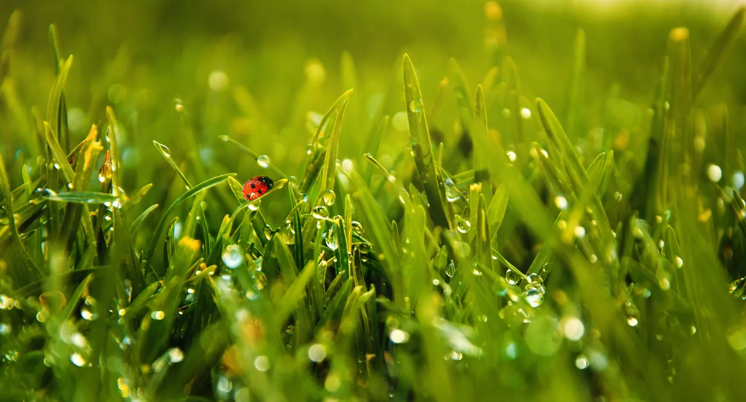 Red and green