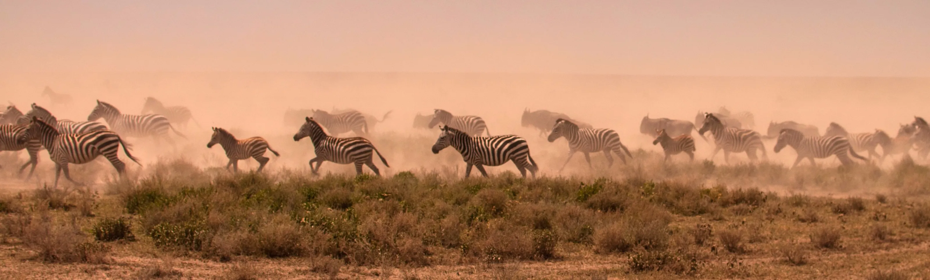 Animals on the move