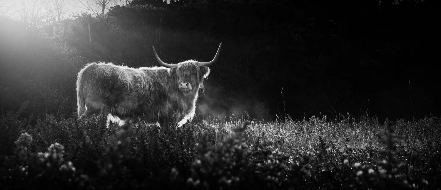 Cows