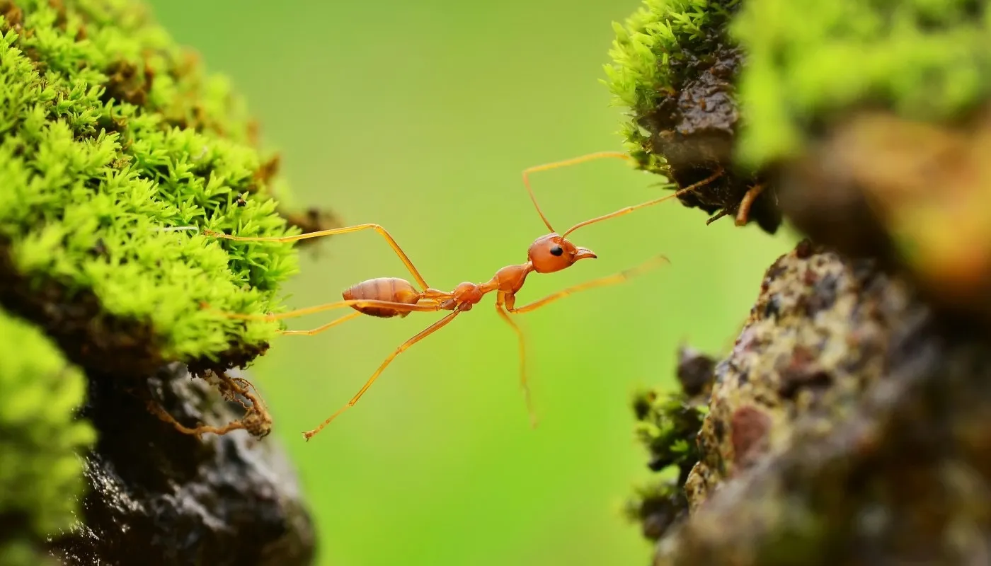 Insects
