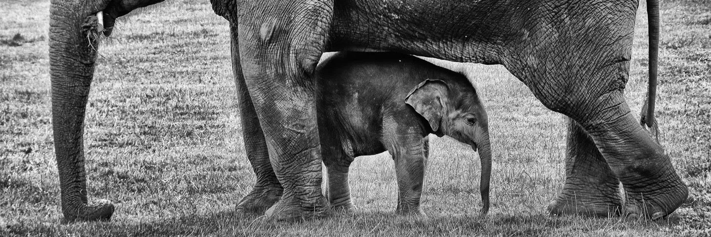 Little and large