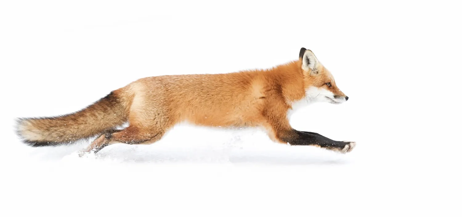 Wildlife in Winter