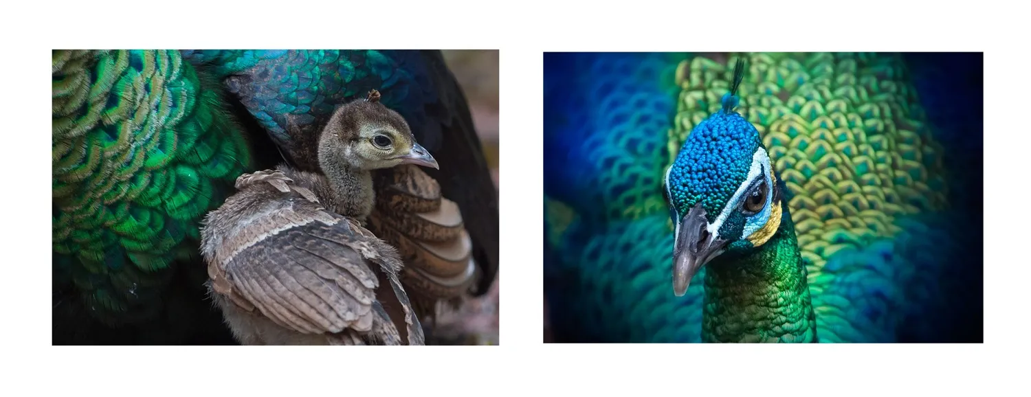 Diptychs