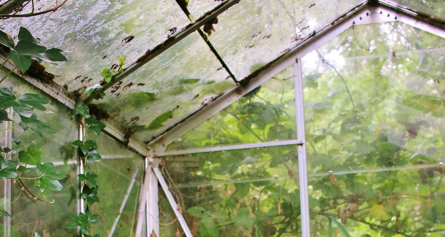 Neglected gardens