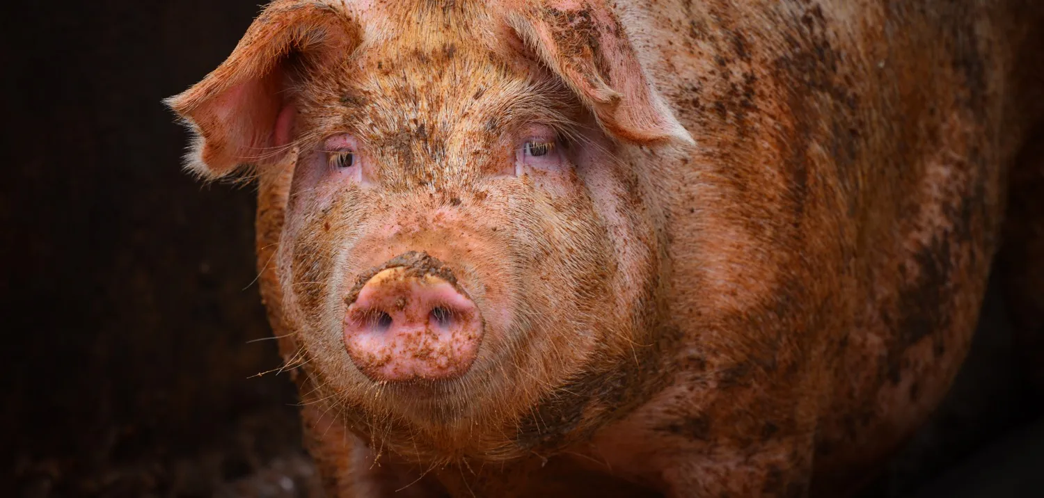 Pigs