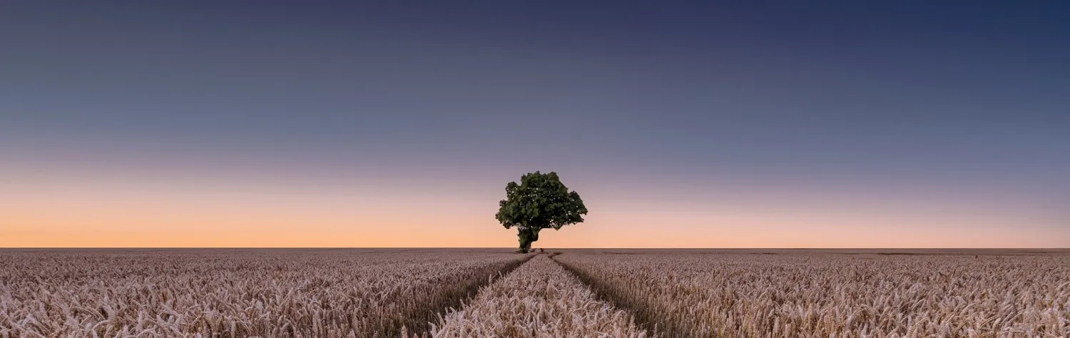 Lone trees