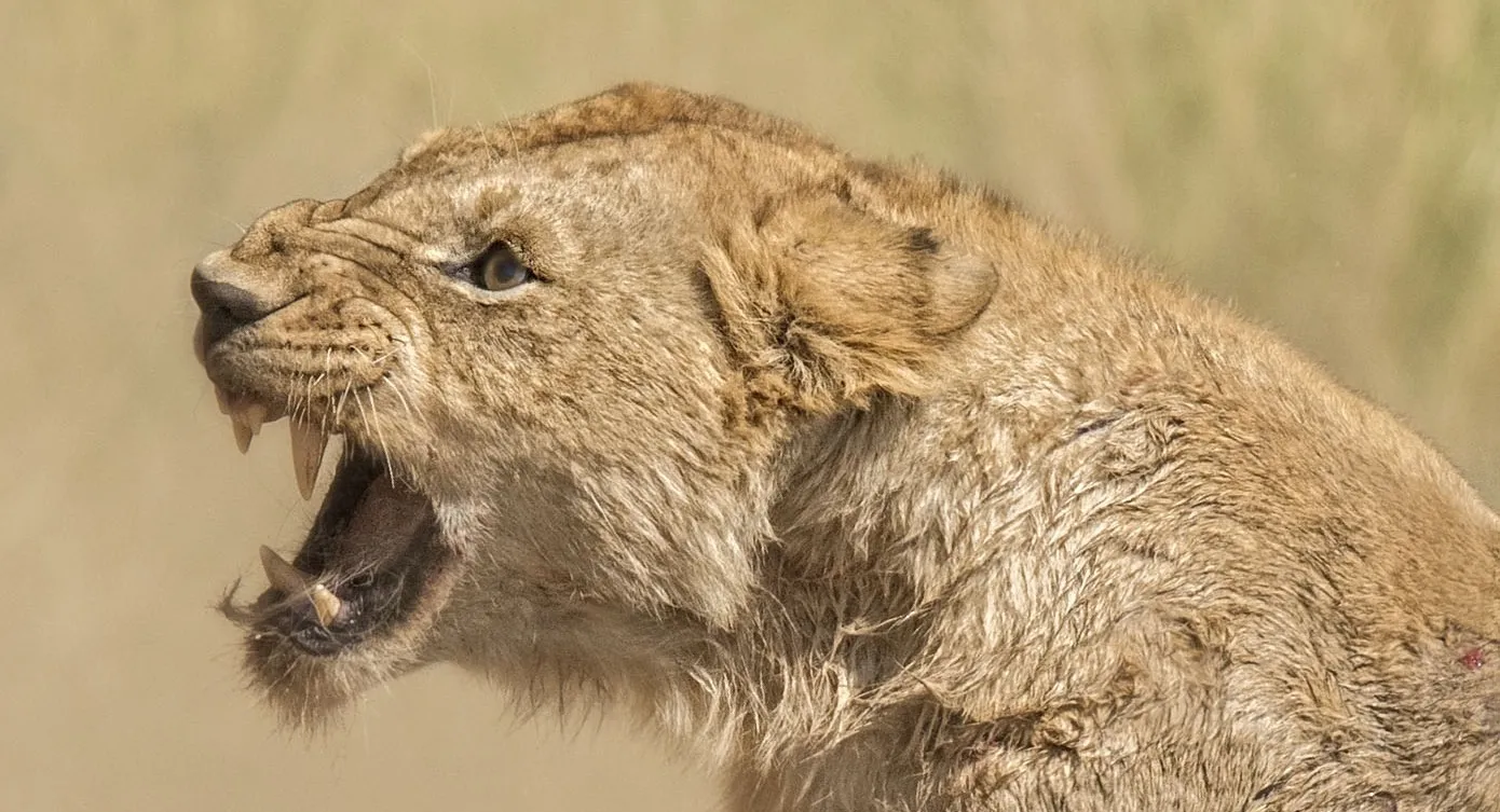 Animal Emotion (not domesticated)