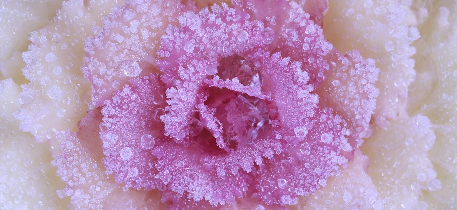 Plants in winter