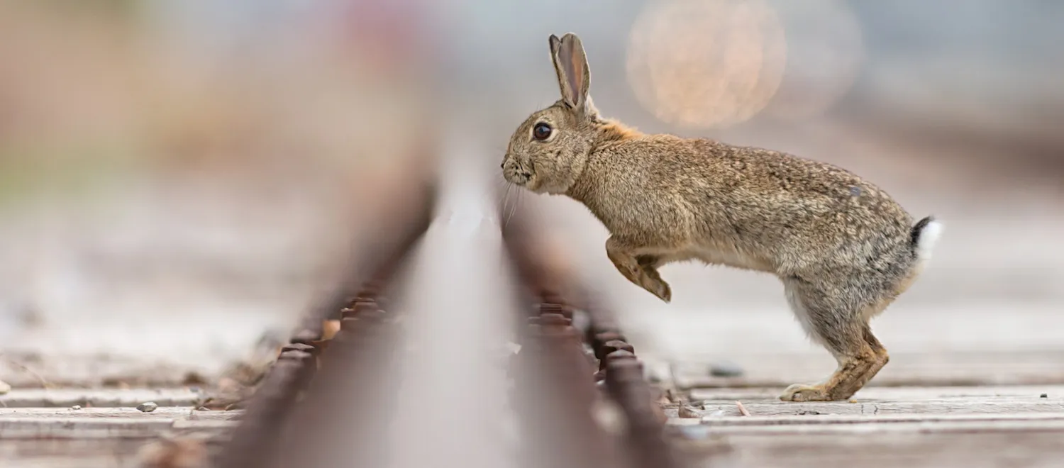 Rabbits and hares