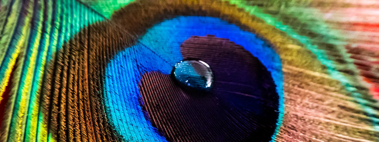 Feathers