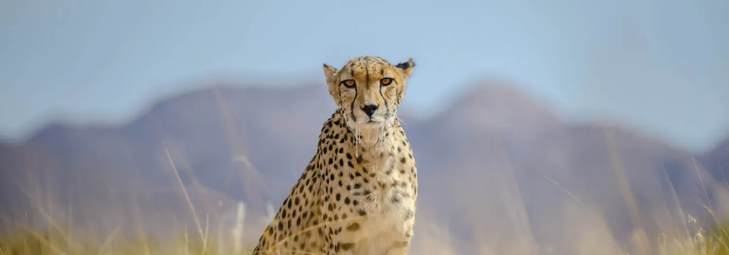 Wildlife Portraits
