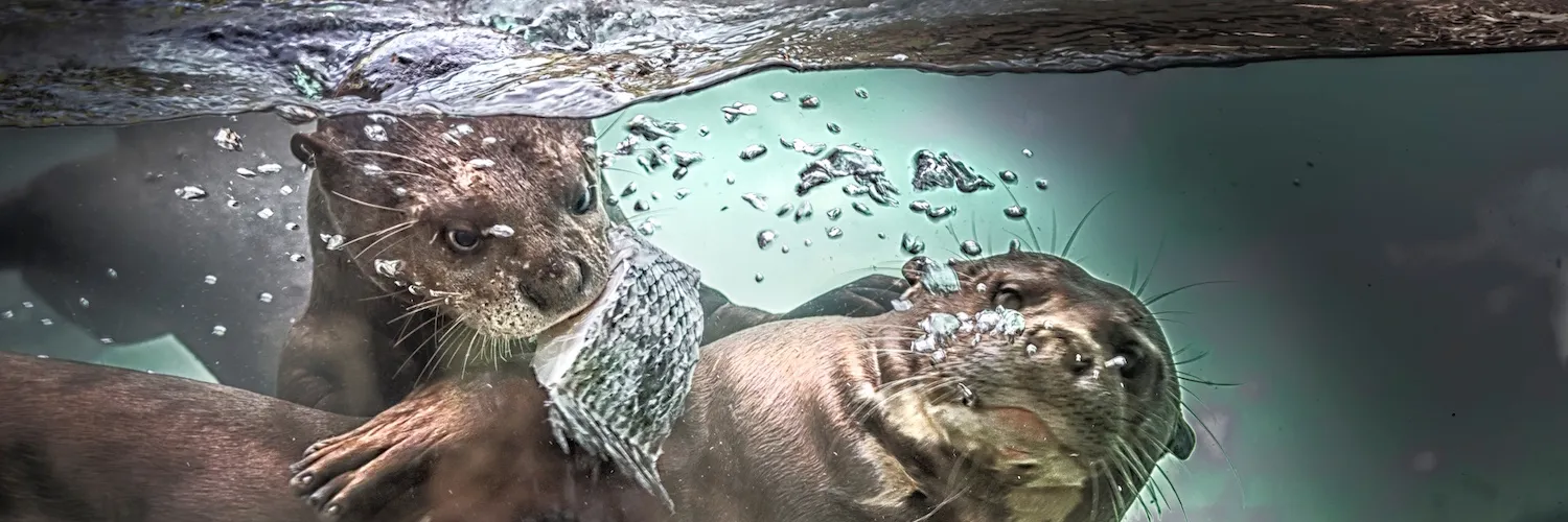 Animals in water