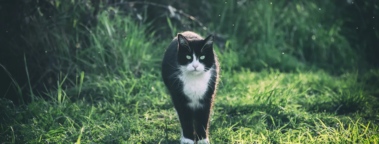 Felines in nature