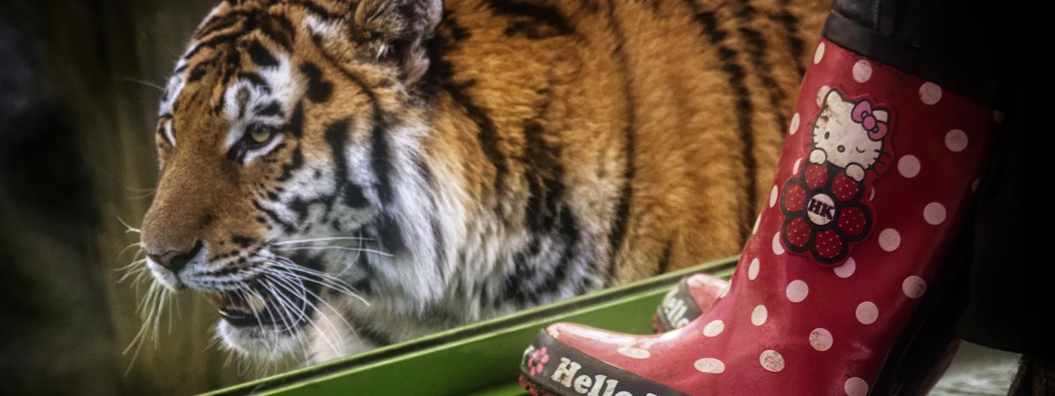 Zoo Life - the animals, keepers and visitors
