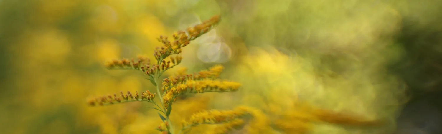 Shallow depth of field