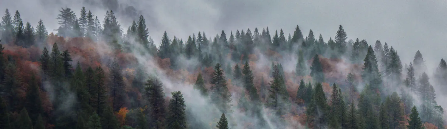 Forests and woodlands