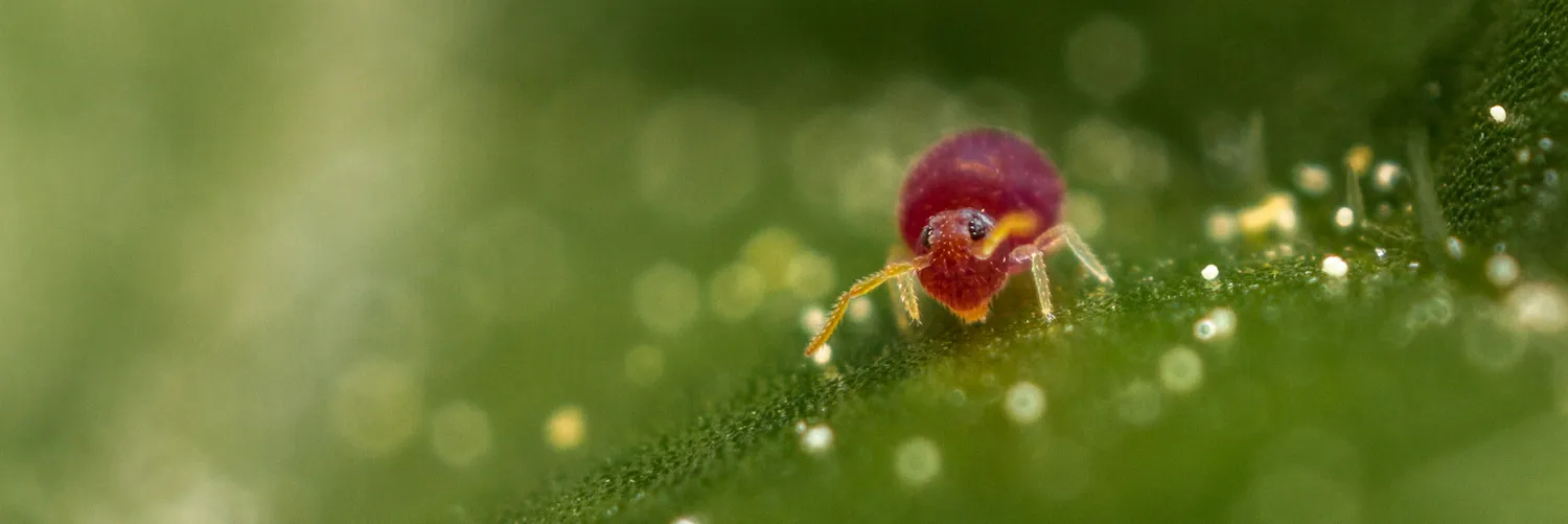 Nature up close