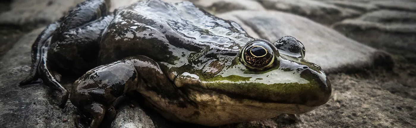 Slimy creatures