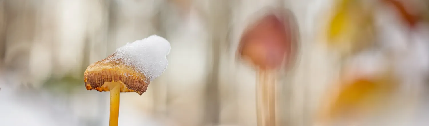 Bokeh and nature