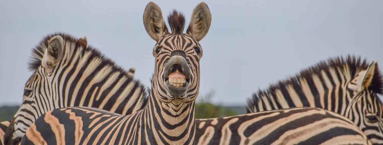 Goofy animals
