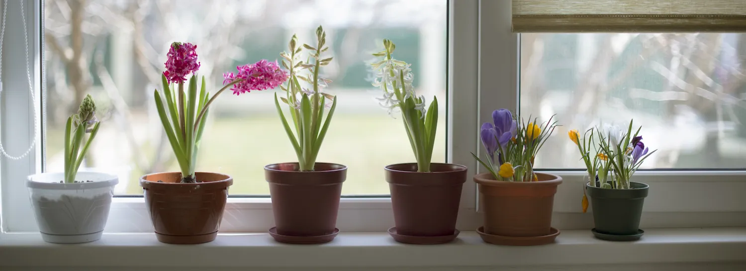 House plants