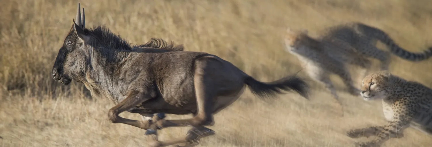 Animals at full speed