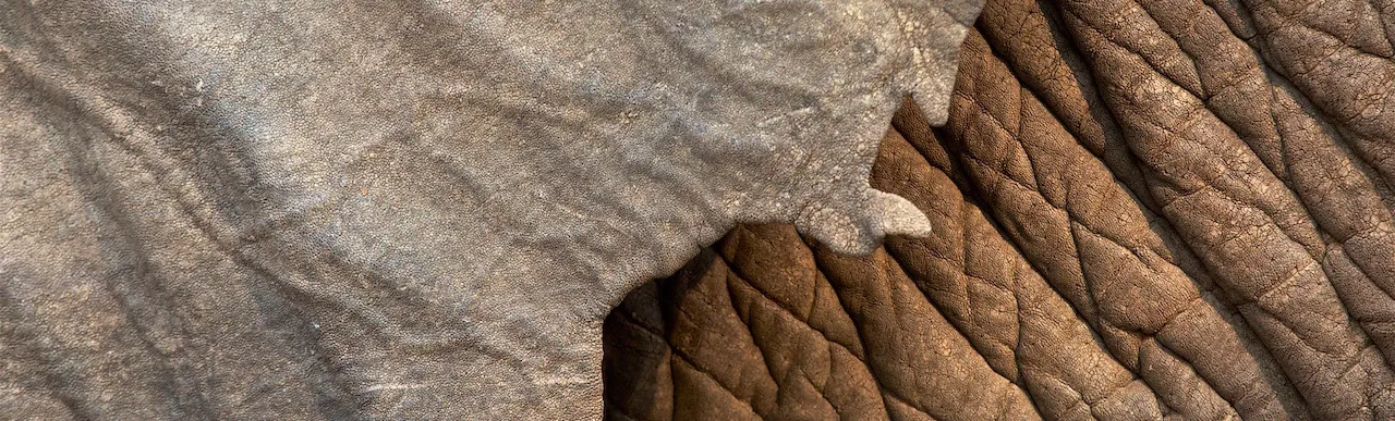 Animal abstracts