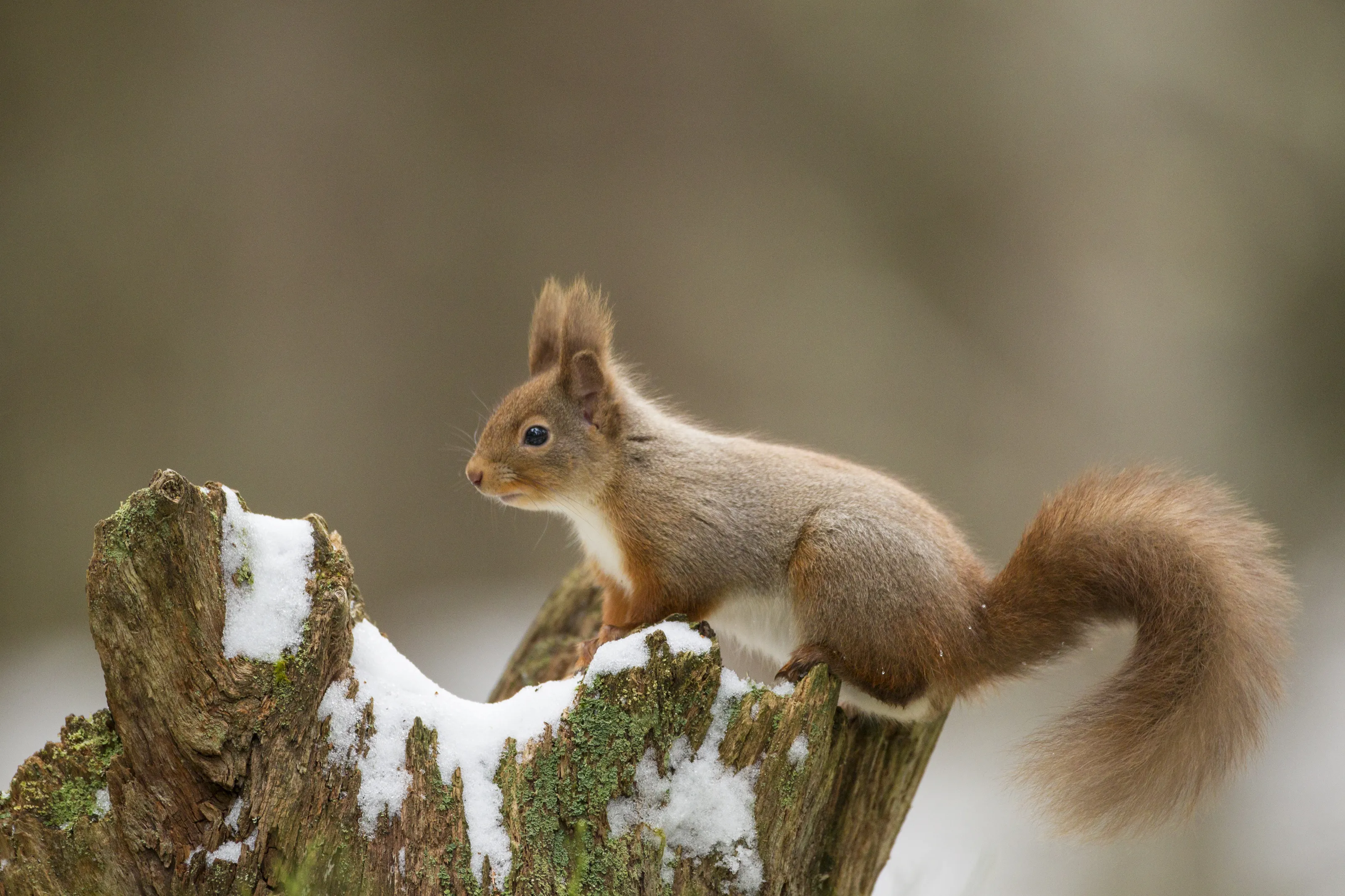 Mammals of Great Britain