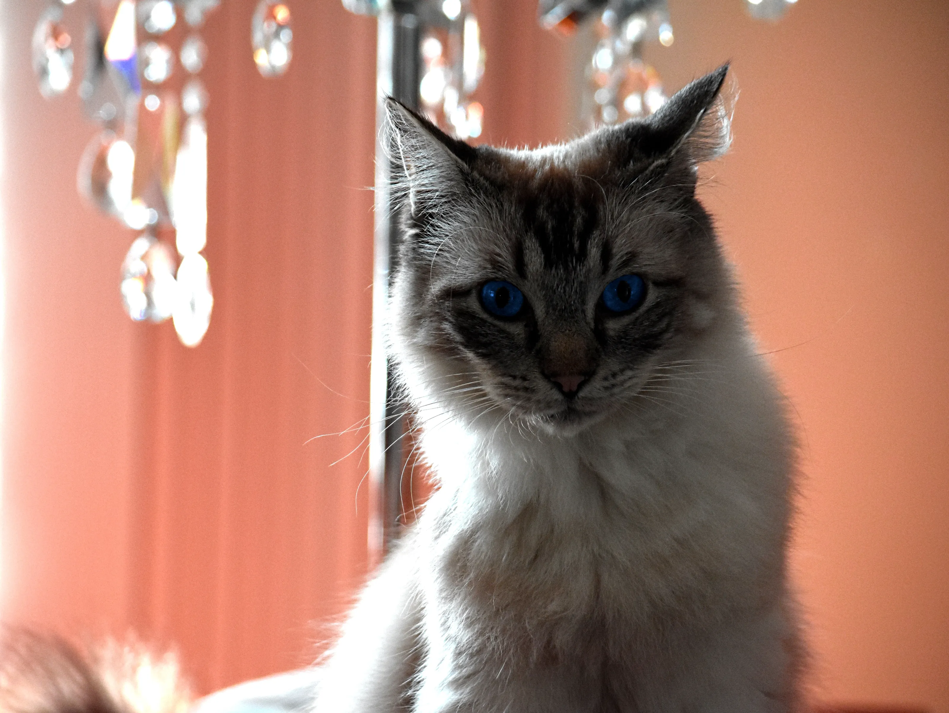 Cats Eyes. Look at me! Look at me!