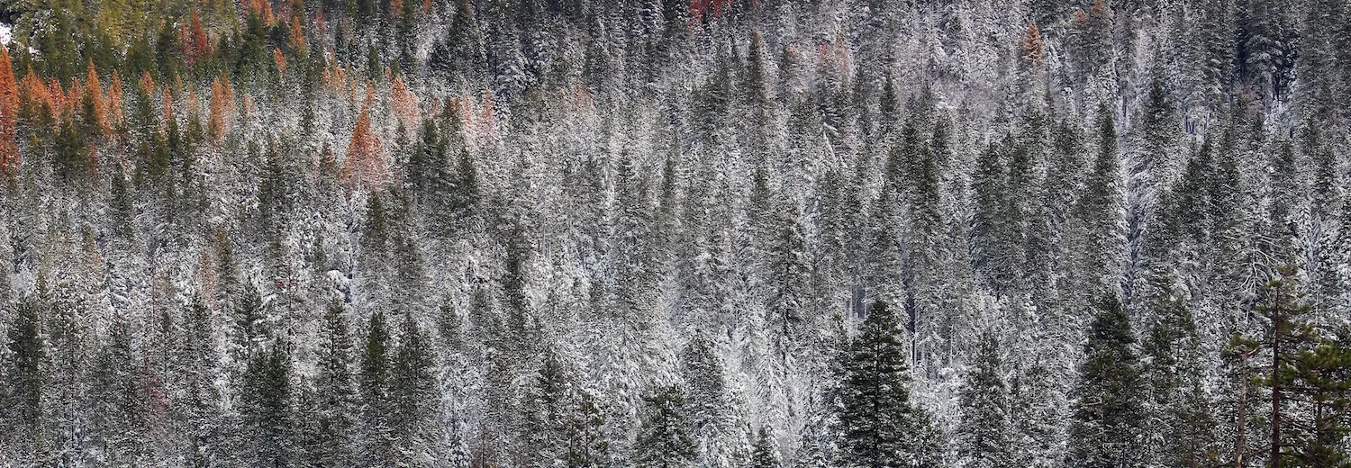 Wilderness