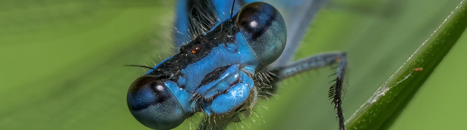 Bug life