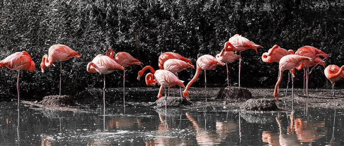Selective colour photography