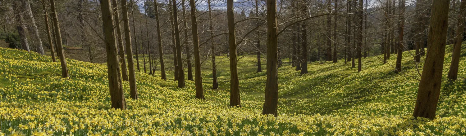 Spring